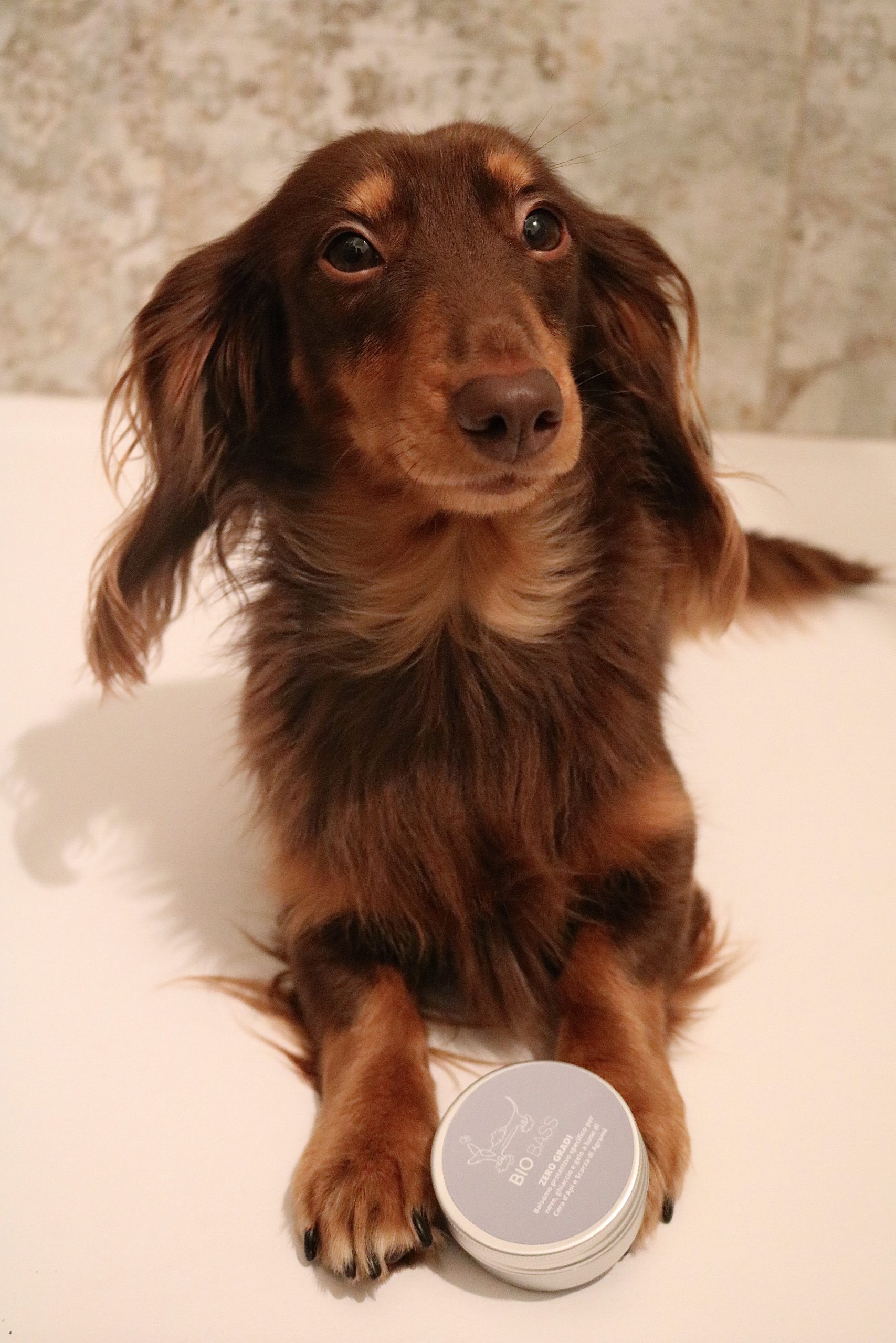 Balsamo protettivo per cuscinetti bassotti