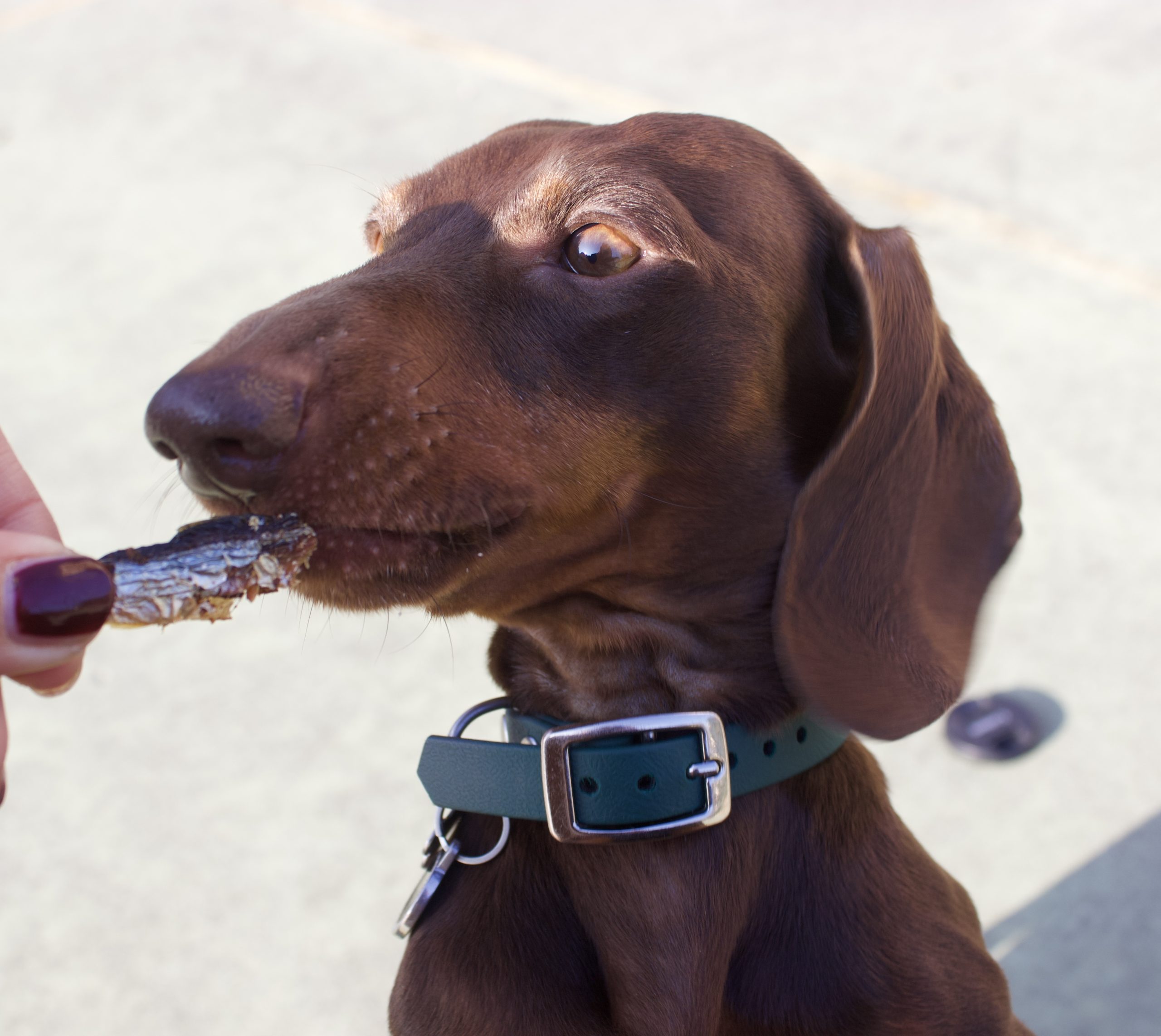 Cane che mangia Snack di Aringhe essiccate
