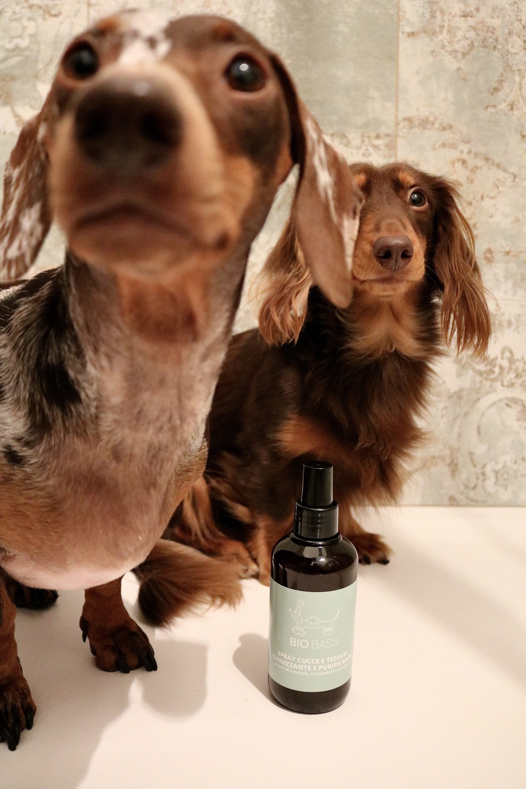 Spray Cucce e Tessuti igienizzante e purificante per bassotti