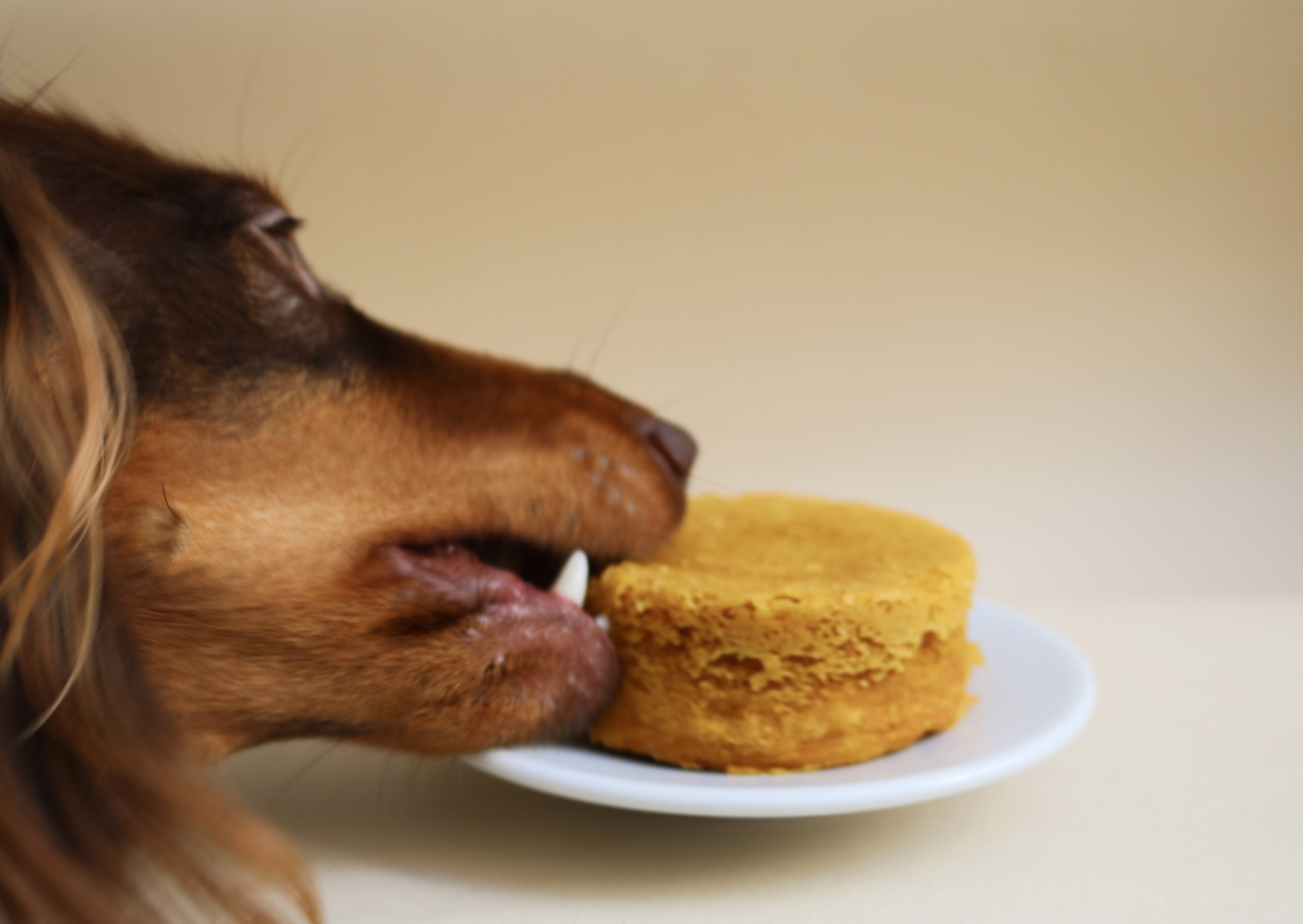 Bassotto che mangia Bass Tortino di zucca per bassotti