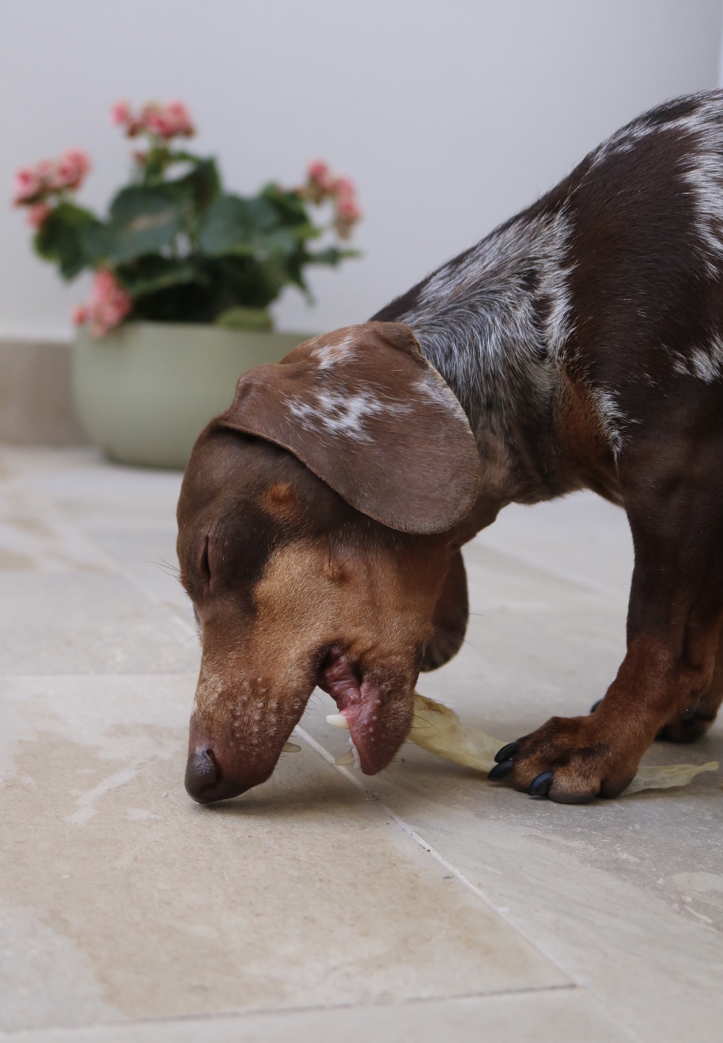 Orecchie di coniglio senza pelo per bassotti