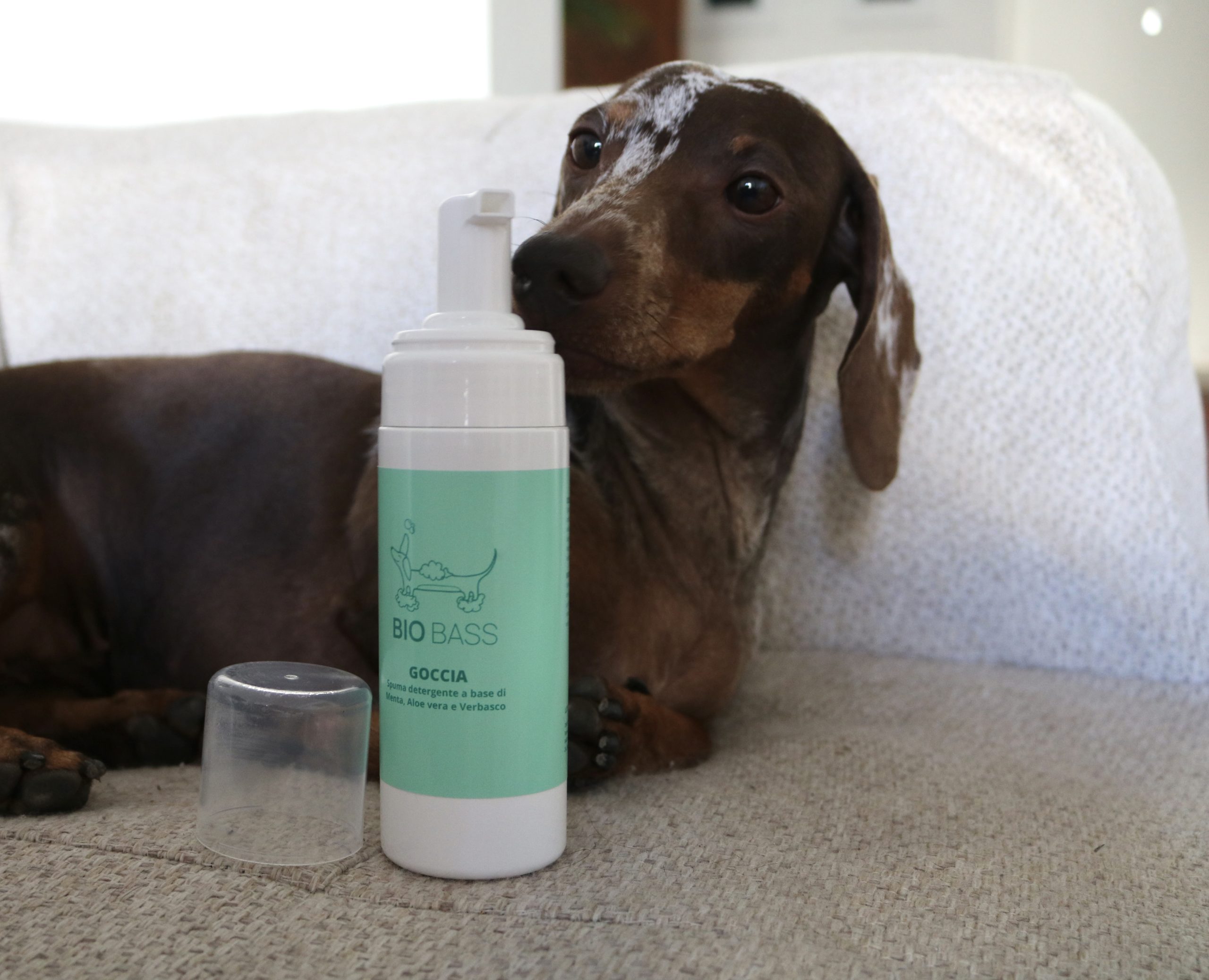Bassotto e la spuma detergente Goccia